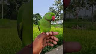 Kaise may batau tjhe viral trending Shorts parrot [upl. by Riancho]