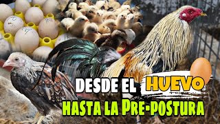 Como hacer DESARROLLAR más RÁPIDO a los Pollos  Consejos y más  Crianza de Gallos Finos🐓✅ [upl. by Ahsaercal]