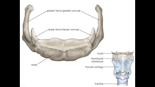 Two Minutes of Anatomy Hyoid Bone [upl. by Ldnek]