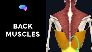 Muscles of the Back 3D Anatomy Tutorial  UKMLA  CPSA [upl. by Anoik]