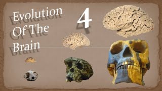 How Hearing Evolved  Evolution Of The Brain  Episode 4 [upl. by Eiramacissej742]