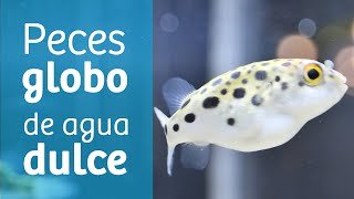 Pez globo de agua dulce · Variedades y comportamiento 🐡 [upl. by Akel]