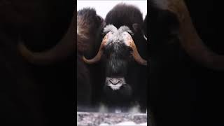 Descubriendo al 🐂 Buey Almizclero Misterios de la Naturaleza 🏔️ animales curiosidades fauna [upl. by Notniv]