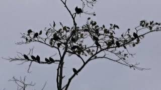 beautiful Starlings starlings birdmigration rspb bto birdphotography birdwatchers binoculars [upl. by Ahtibbat]