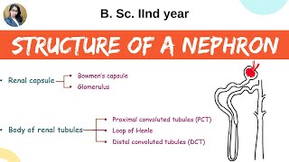 Structure of a nephron  Excretion  B Sc 2nd year  Zoology [upl. by Deth888]