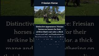 Discover The Gentle and Docile Nature of Friesian Horses [upl. by Imotas]