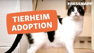 Eine Katze aus dem Tierschutz adoptieren [upl. by Evan]