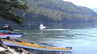 Orca Camp Vancouver Island  Orca rubbing beach [upl. by Otinauj399]