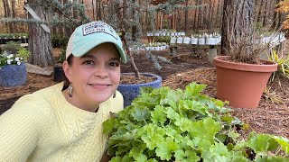 A Secret to Growing Happy Heucheras  Gardening with Creekside [upl. by Swiercz660]