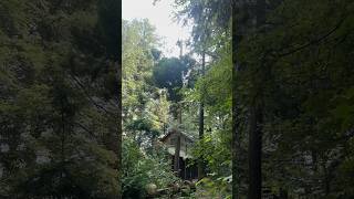 Removing a tall hemlock tree that is way too close to the cabin [upl. by Laith]