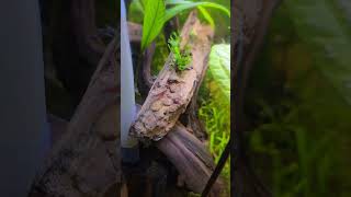 sbimp grass blew up after one week of vacation fishtank fish plantedtank shrimp aquascape [upl. by Garv743]