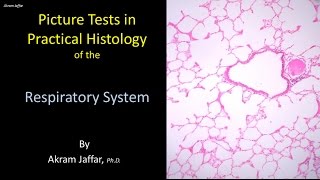 Picture tests in histology of the respiratory system [upl. by Oretos]