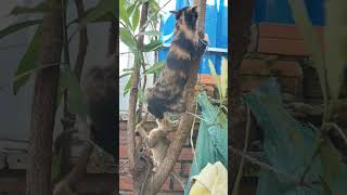 Cat no ×Monkey yes ✓😹🤣 abandonedcat cathouse catcare catlover cathealth kitten [upl. by Ardnama]