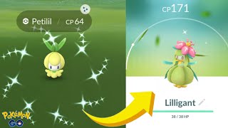 Shiny Petilil in Pokemon Go to Evolve Lilligant [upl. by Atiuqram]