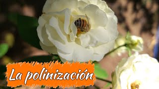 ¿Qué es la polinización 🌻🐝  ¿Cuáles son los tipos de polinización 🍃  Videos educativos 👩‍🏫 [upl. by Yetac262]