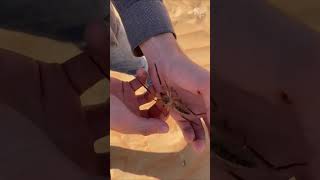 Want to Know the Creepiest Camel Spider Facts [upl. by Asilrahc347]