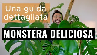 Monstera deliciosa  Una guida dettagliata [upl. by Iggy]