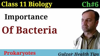 Importance of bacteria  Prokaryotes  Class 11 biology [upl. by Amerd]