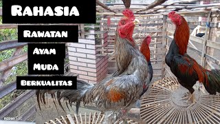 RAHASIA RAWATAN AYAM MUDA BERKUALITAS [upl. by Innus]