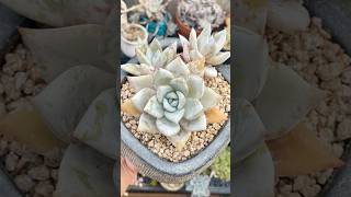 Echeveria colorata Mexican Giant echeveria succulentvarieties plants succulentobsession [upl. by Erle571]