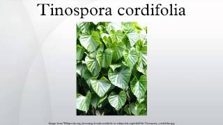 Tinospora cordifolia [upl. by Zinck]