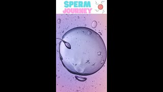 How Sperm Meets Egg Fertilization shorts [upl. by Noslien]