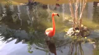 Flamingo noise [upl. by Karolyn]