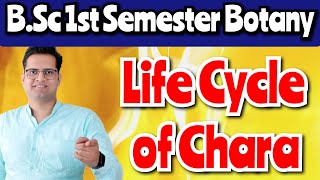 Life Cycle of Chara bedkdian mjpru bsc1stsemester botany [upl. by Ruelle]