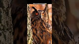 Owls is most powerful🔥😱 birds owl amazingfacts interestingfacts factsinhindi shortsfeed [upl. by Bedad]