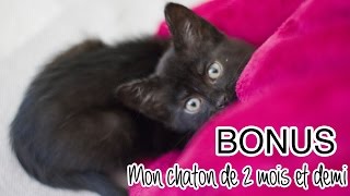 BONUS  Mon chaton de 2 mois et demi [upl. by Iatnohs]