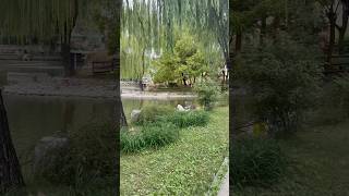 Ein Spaziergang in einem gemütlichen Park in Peking herbst china natur realsound autumn shorts [upl. by Bevers]