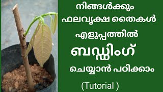 How to bud plantsഫല വൃക്ഷ തൈകൾ എളുപ്പത്തിൽ ബഡ് ചെയ്യാൻ പഠിക്കാം budding Tutorial in Malayalam [upl. by Ellesor]