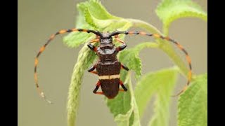 Besouro Serra Pau 🐞 Cerambicídeos Cerambycidae [upl. by Notnerb311]