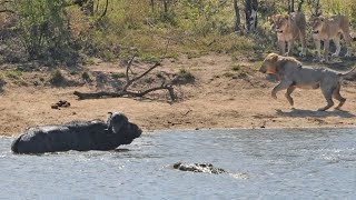 All out Kruger battle as buffalo fights lions and crocodile [upl. by Iruam]