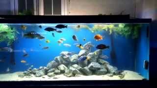 How to breed African cichlids and raise the fry [upl. by Grani217]