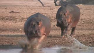 How Fast Are Hippos Huge Males Chasing Each Other at Full Speed [upl. by Raimundo]