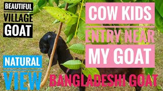 Bangladeshi Goat Farming in Open Field [upl. by Meagher]