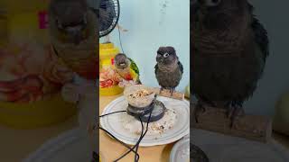 തലമേൽ l Mittu amp Kallu My companion l How to Train Parrots or Pet Birds parrottraining [upl. by Relyat606]