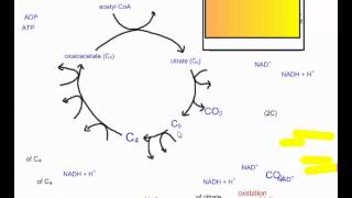 Cellular Respiration Part 4 The Krebs Cycle IB Biology [upl. by Sal]