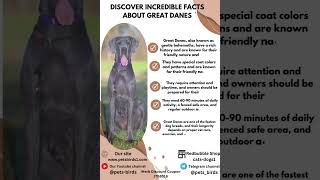 Discover Incredible Facts About Great Danes petsbirds [upl. by Eltsyrc]