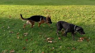 German shepherd vs Sop serbian defence dog [upl. by Araek85]