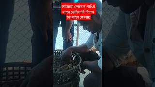 আজকে কোয়েল পাখির বাচ্চা ডেলিভারি দিলাম টাংগাইল জেলায় 🥰 [upl. by Lener]