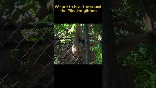 We are to hear the sound the Pileated gibbon video monkey life animals shortsfeed shortslife [upl. by Civ]