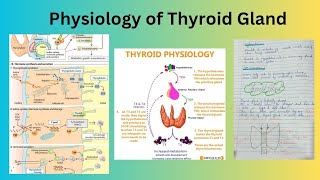 Physiology of Thyroid Gland [upl. by Krenn165]