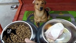 Kibble vs Raw Chicken  Pitbull German Shepard Cross [upl. by Tterab]