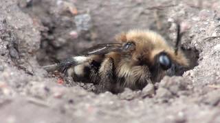 Anthophora plumipes Melecta albifrons [upl. by Mcintyre]