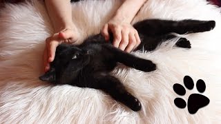 ASMR kitten purring continuously for 20 minutes [upl. by Norbie]