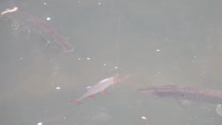 The Best Pike Footage Ever Recorded [upl. by Lajet650]