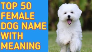 TOP 50 Most Popular Female Dog Names With Meaning  Reine O [upl. by Atiuqihs]