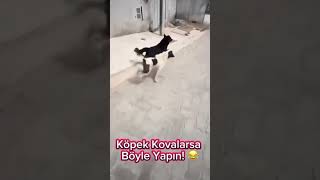 Sizide köpek kovalarsa böyle yapın kaydedin lazım olur 😂 [upl. by Yrtnej]